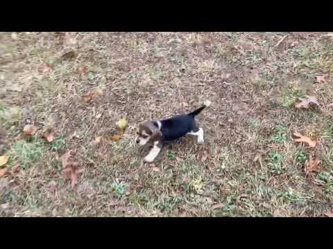Lucky running around in our yard!