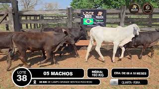 Vídeo LOTE 38