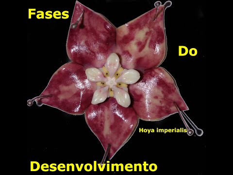 , title : 'Fases do Desenvolvimento da Hoya imperialis'