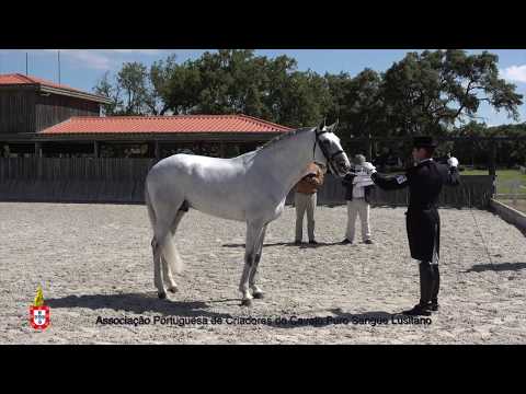 200619 5 Lusitano - Aprovação de Garanhões