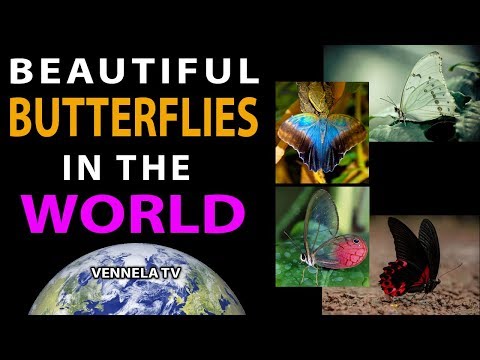 Beautiful Butterflies in the World | Rare Butterflies | Nature Beauties | VENNELA TV