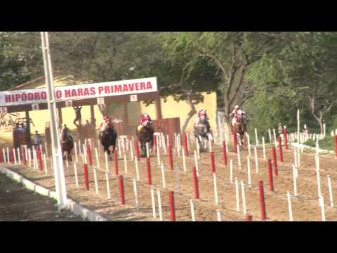 It Girl voa na 7ª edição do GP Haras Primavera e torna-se a grande Campeã