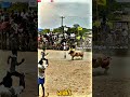 வெளிவிரட்டின் அடையாளம் வளரி காளை JALLIKATT