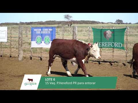 LOTE 6 | 15 Vaquillonas P. Hereford PR  para entorar