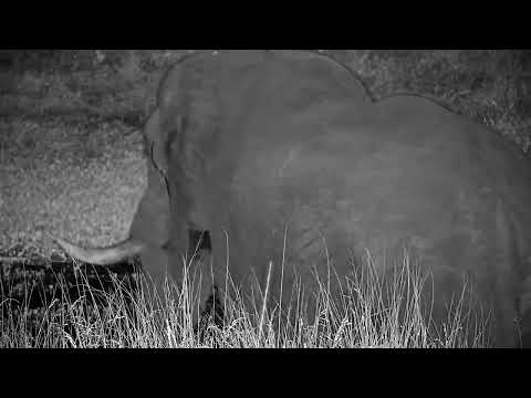 Djuma: Lone Elephant bull with right tusk missing - 03:31 - 05/20/2022