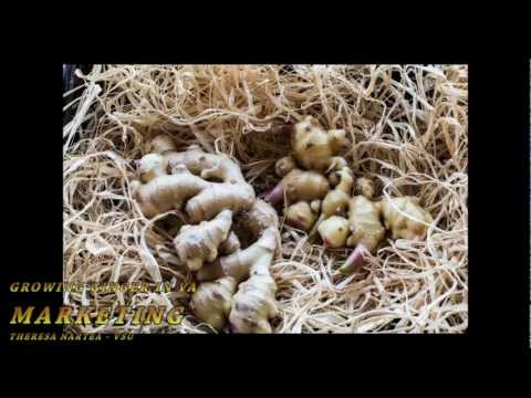 download lagu mp3 mp4 Growing Ginger In Virginia, download lagu Growing Ginger In Virginia gratis, unduh video klip Growing Ginger In Virginia