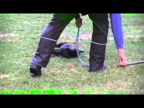 Flair Aykmar - 8 weeks, www.aykmar.cz