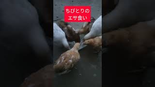 今日のにわとり #02 #にわとり #chicken #ゲーム開発