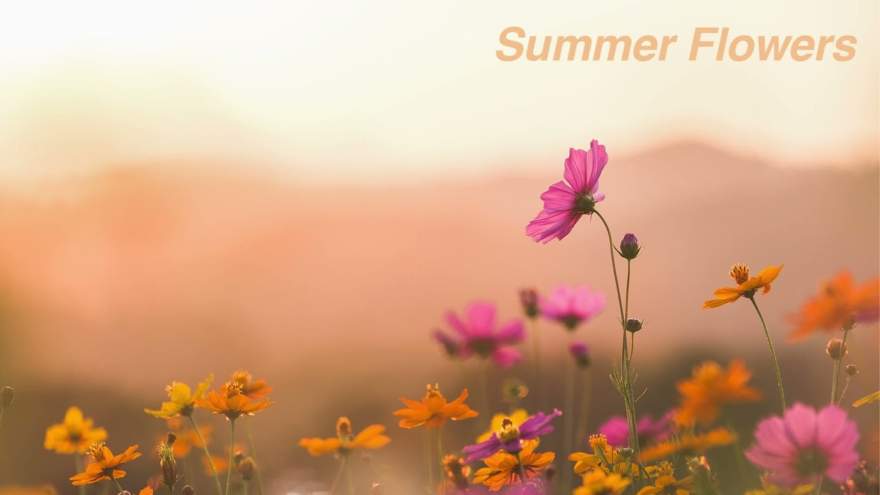 Light Acoustic Indie Folk Music- Summer Flowers - Royalty Free Music