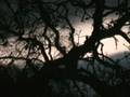 Silhouettes and Shadows
