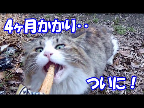 裏庭へやって来る野良猫のボス吉、4ヶ月掛かってついに‥！？　Four months after, Boss-Cat comes from back yard is finally....!?