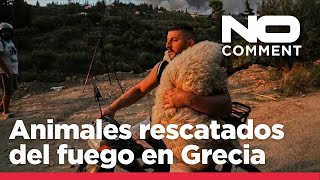 NO COMMENT: Los incendios en Grecia obligan a evacuar residentes y rescatar animales