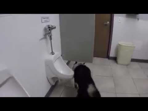 when dog is more intelligent than your friend | funny video indian