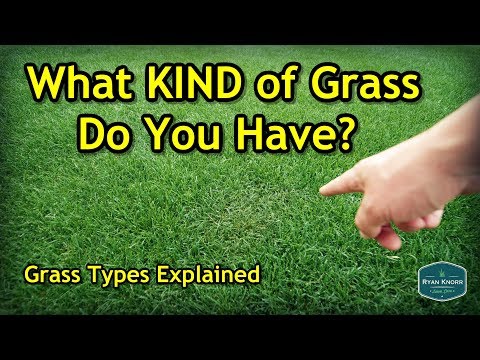 download lagu mp3 mp4 How To Tell What Type Of Lawn You Have, download lagu How To Tell What Type Of Lawn You Have gratis, unduh video klip How To Tell What Type Of Lawn You Have