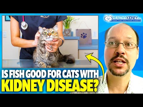 Is Fish Good for Cats with Kidney Disease?
