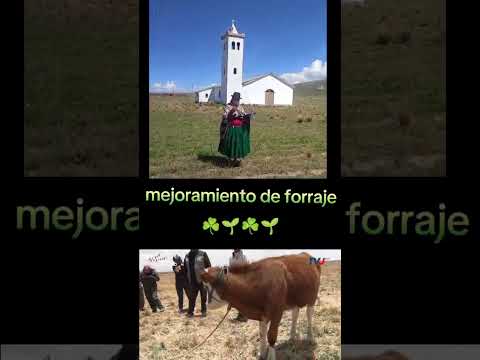 MACOJMA marka de ayllus y comunidades originarias de Jesús de machaca.