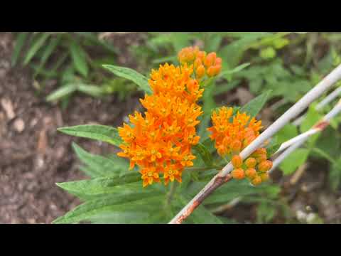 Butterfly Milkweed Plant Profile