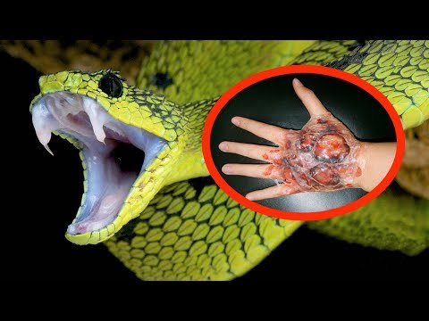 Funny animal videos - The Most Dangerous Snake in The World 