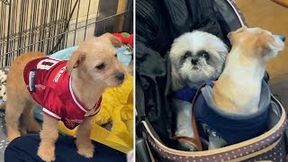 Bay Area animal rescue adoption event steals people's hearts with help from adorable puppies