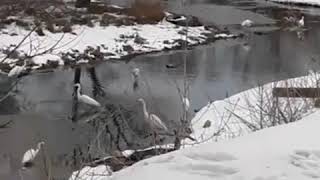 DEITA.RU Аисты на Солдатском озере