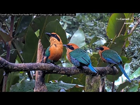 One-eyed Rufous Motmot Feeds Its Family At Panama Fruit Feeder – Oct. 17, 2023