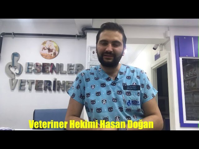 Kediler Ne Yer Patili Dostunuz Icin 7 Besin Nefis Yemek Tarifleri