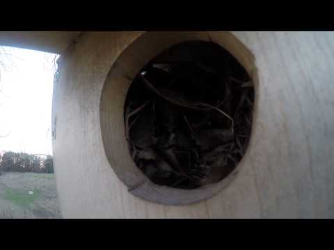 Something's In My Kestrel Box