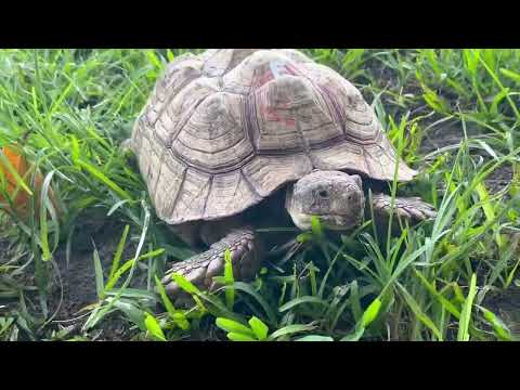 ID#1133  African Sulcata Tortoise ID#1133 13.5 in. Young Adult Female
