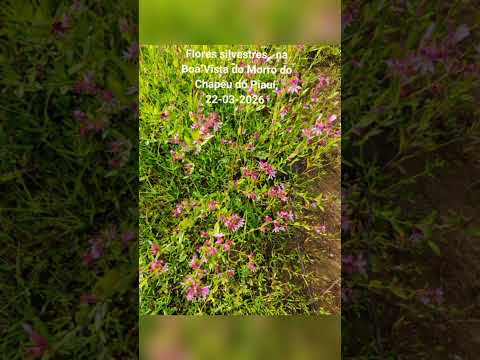 Flores silvestres na Boa Vista,  22-03-2026.  Morro do Chapéu do Piauí