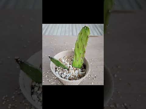 園芸 幾何学的なテフロカクタス、幾何学的なウチワサボテン