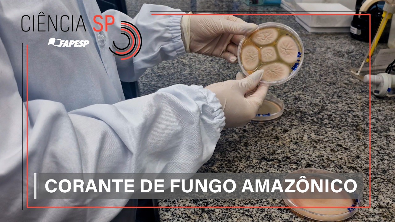 Ciência SP | Corante de fungo amazônico pode ser usado em cosméticos