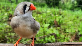 Download lagu Suara kicauan burung zebra finch di pagi hari 1 jam Berbicara burung zebra finch mp3