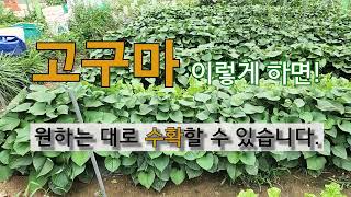고구마 이렇게 하면 원하는 대로 대로 수확할 수 있습니다. #주말농장 #고구마 가꾸기.