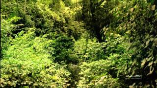 Tropical Rainforest IMAX HD Video