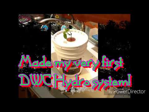 My first dwc hydroponic system diy cheap easy beginners