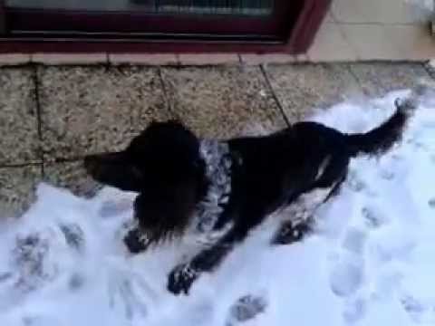 pourquoi la queue d'un chien bouge