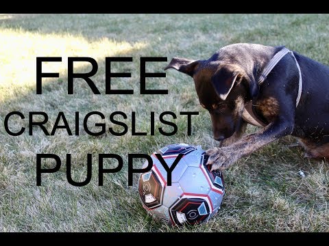Craigslist Pets For Free