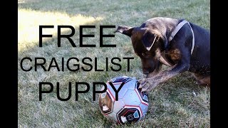 FREE Craigslist Puppy