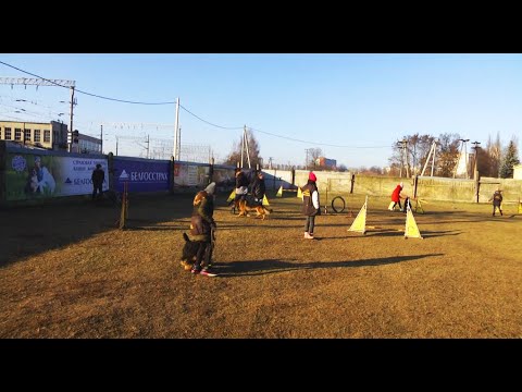 Унікальны кіналагічны цэнтр працуе ў Гомелі. У ім могуць навучацца дзеці, якія не маюць сабак видео