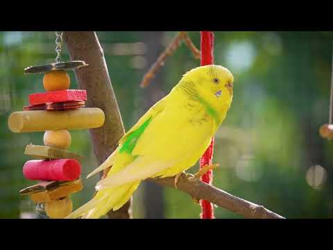 Experience the MOST RELAXING 3 Hours of Budgies Bird Sound EVER!