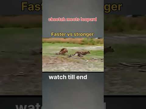 cheetah vs leopard#cheetah #leopard #lion #tiger #ytshorts #shorts #trending #wildanimals #music