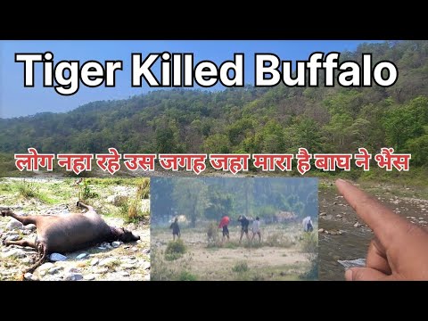 Tiger 🐅  Killed Buffalo in Sunderkhal River Side.