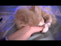 Cute Cat Attacking Hand