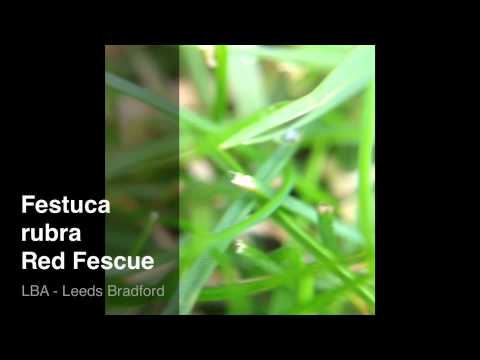 Festuca rubra