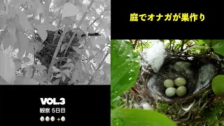 庭でオナガが巣作り vol.3 お父さんもがんばってる！