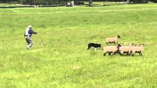 preview picture of video '2005 World Sheep Dog Trials Clip 3'