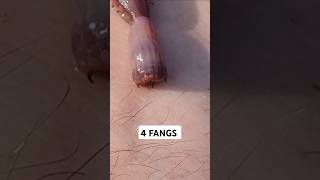 SALTWATER'S ⭐️ FINEST BAIT BLOODWORMS 🎣 #shorts #fishing