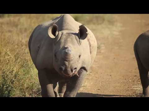 The Project Rhino K9 Unit