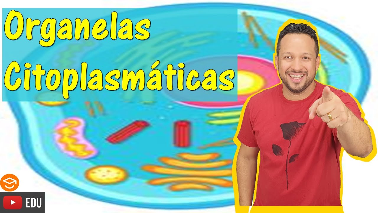 Organelas Citoplasmáticas - Funções - Tudo que você precisa saber! - Citoplasma - Citologia