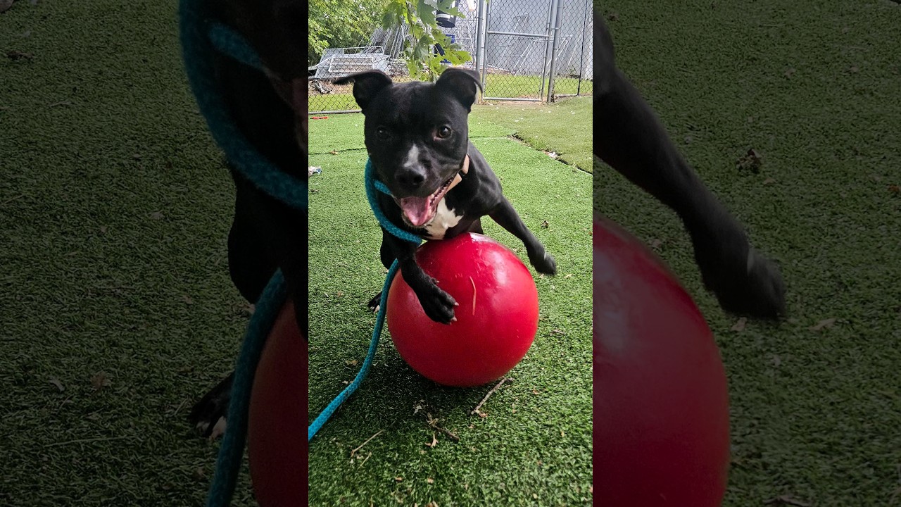 Enlarge Row Boat, a Adoptable Mixed Breed in Davenport, IA video 6/6